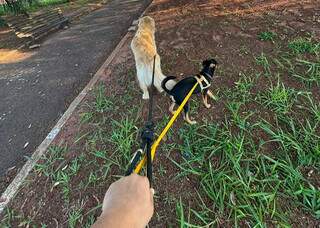 Peitoral errado pode fazer passeio virar pesadelo e causar dor nos c&atilde;es