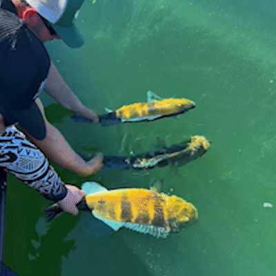 V&iacute;deo de tucunar&eacute;s-azuis em represa encanta pescadores