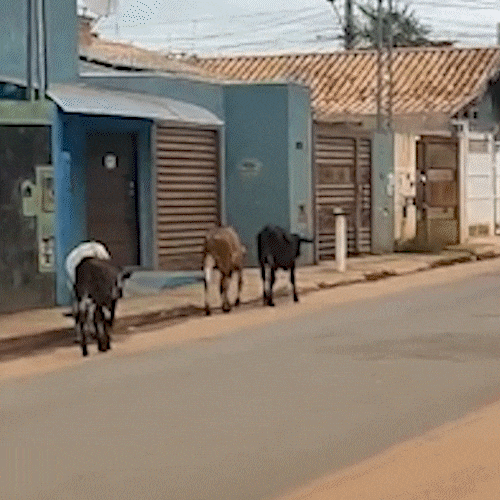 Depois de &ldquo;atropelar&rdquo; motorista, vaca volta com refor&ccedil;o e boiada invade bairro