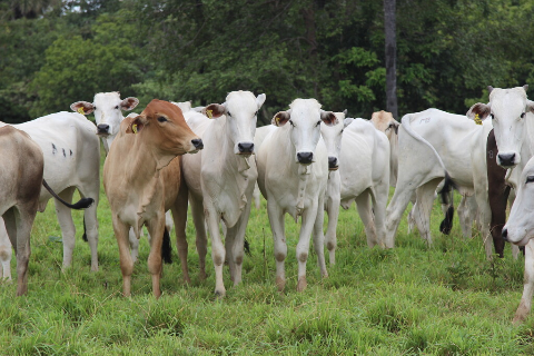 Frio derruba temperaturas e mata 83 cabe&ccedil;as de gado