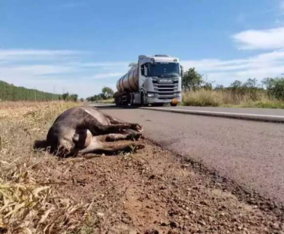 Motociclista que atropelou anta vai ser indenizado em R$ 80 mil pelo DNIT