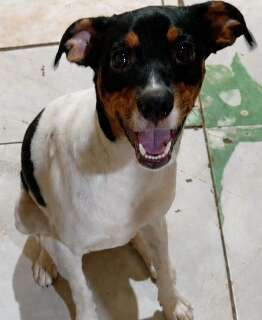 Neguinho desaparece e fam&iacute;lia pede ajuda para encontrar cachorro