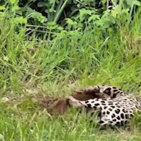 "Oncinha Mocoha ensaia vida de predador "brincando" com presa no Pantanal"
