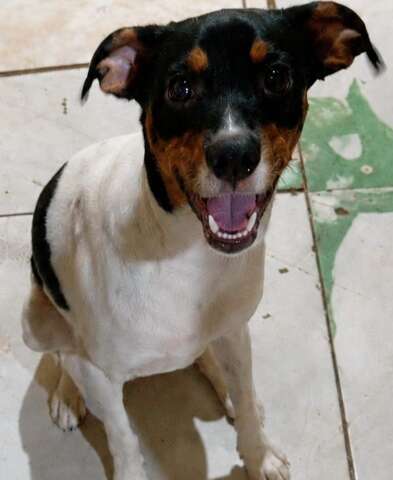 Neguinho desaparece e fam&iacute;lia pede ajuda para encontrar cachorro