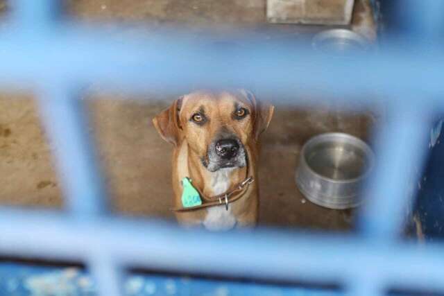 Nova regra federal organiza repasses para castra&ccedil;&atilde;o de c&atilde;es e gatos