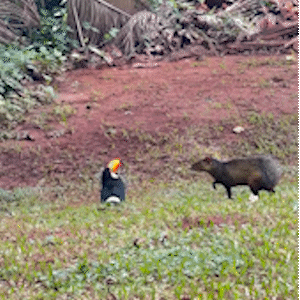 Tucano ferido resiste a ataque de cotia e cena vira momento de reflex&atilde;o