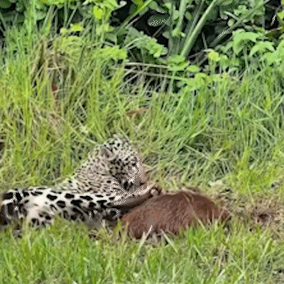 Oncinha Mocoha ensaia vida de predador "brincando" com presa no Pantanal