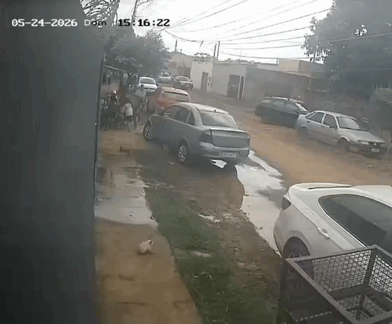 Ataque de c&atilde;es no Jardim Carioca n&atilde;o para e j&aacute; s&atilde;o pelo menos 22 gatos mortos