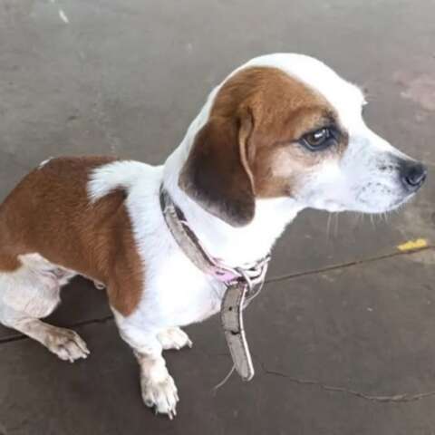 Fam&iacute;lia oferece mil reais a quem encontrar cachorrinha desaparecida