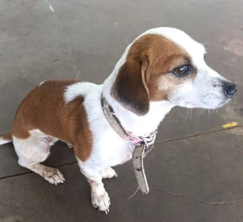 Fam&iacute;lia oferece mil reais a quem encontrar cachorrinha desaparecida