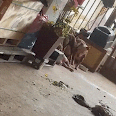 Pitbulls matam cachorro dentro de casa no P&ecirc;nfigo e GCM &eacute; acionada