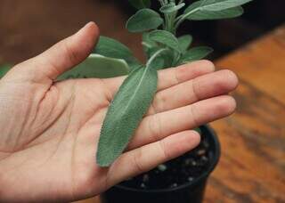 “Planta língua” é uma delícia e pode virar até receita de manteiga “Planta língua” é uma delícia e pode virar até receita de manteiga