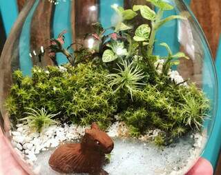 Ana cria mini Pantanal em terrários decorados com onça, arara e tuiuiú Ana cria mini Pantanal em terrários decorados com onça, arara e tuiuiú