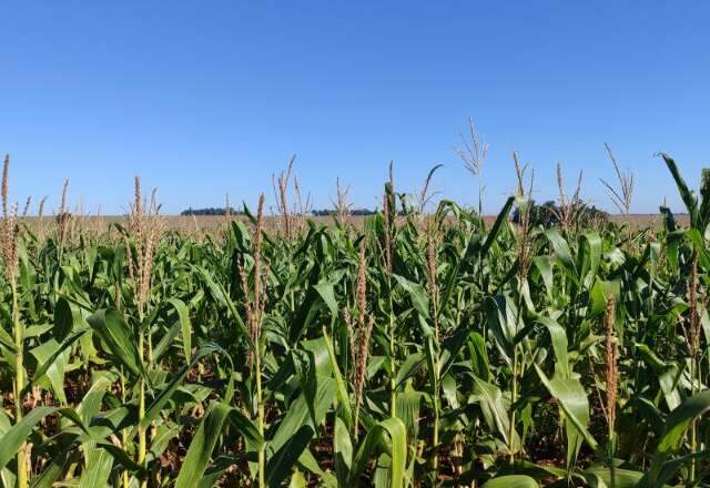 Regi&atilde;o Norte lidera qualidade das lavouras de milho em Mato Grosso do Sul