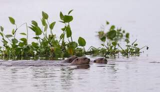 Pesquisa fará escuta de ariranhas com gravador de ponta no Pantanal Pesquisa fará escuta de ariranhas com gravador de ponta no Pantanal