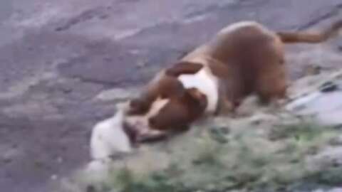 Pitbull solto na rua ataca e mata cachorro de 1 ano no Guanandi
