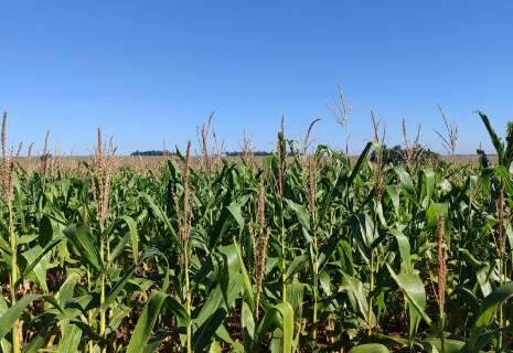 Regi&atilde;o Norte lidera qualidade das lavouras de milho em Mato Grosso do Sul