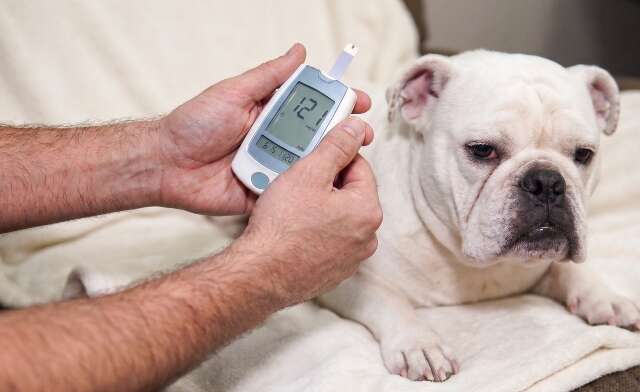 Xixi grudento e formigas podem ser sinais de diabetes em pets