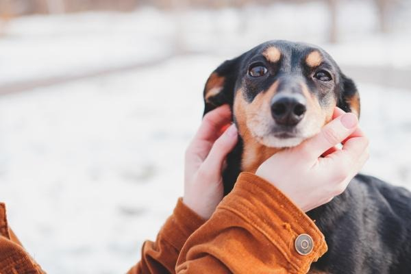 Cachorro também precisa de espaço e excesso de carinho irrita