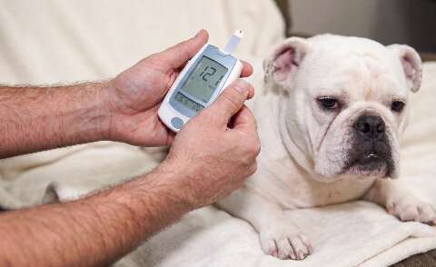 Xixi grudento e formigas podem ser sinais de diabetes em pets