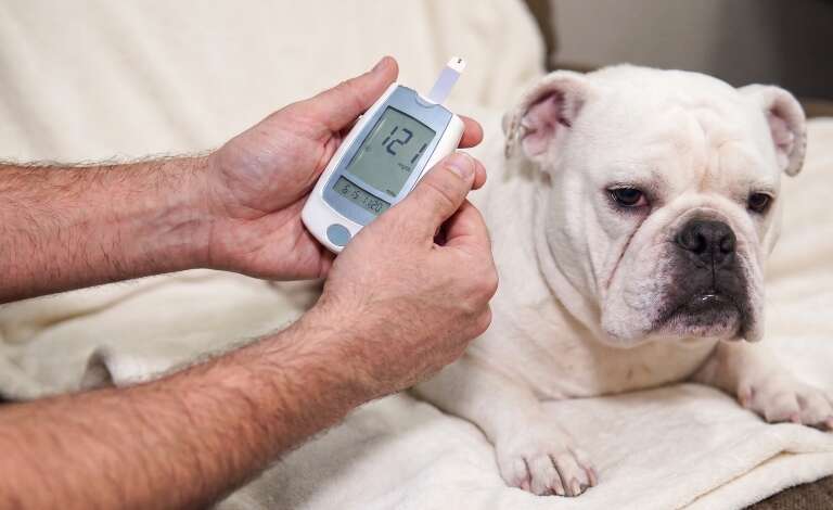Xixi grudento e formigas podem ser sinais de diabetes em pets