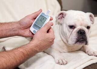 Xixi grudento e formigas podem ser sinais de diabetes em pets Xixi grudento e formigas podem ser sinais de diabetes em pets