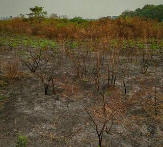 Governo prepara decreto para enfrentar riscos de super El Ni&ntilde;o em MS