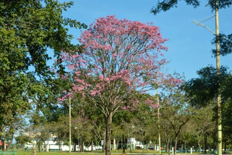 Campo Grande News