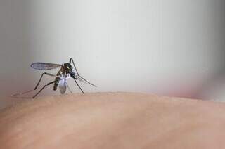 MS atinge o maior n&uacute;mero de mortes por chikungunya em 11 anos