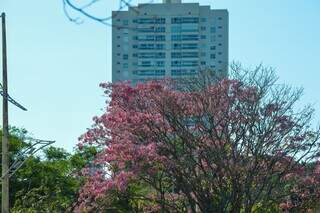 Frio de maio faz ip&ecirc;s florescerem mais cedo e d&aacute; novo tom &agrave; paisagem urbana