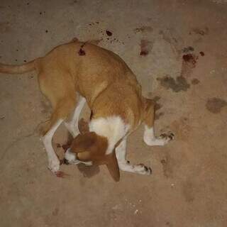 Cachorro é morto a tiros dentro de quintal de residência Cachorro é morto a tiros dentro de quintal de residência