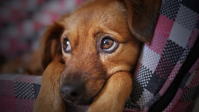Ci&uacute;mes em cachorro n&atilde;o &eacute; fofura e exige aten&ccedil;&atilde;o para evitar ataques