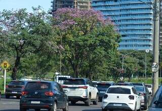 Frio de maio faz ip&ecirc;s florescerem mais cedo e d&aacute; novo tom &agrave; paisagem urbana