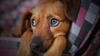 Ciúmes em cachorro não é fofura e exige atenção para evitar ataques Ciúmes em cachorro não é fofura e exige atenção para evitar ataques