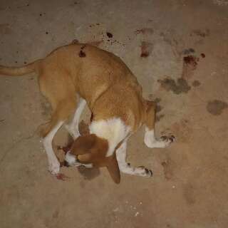 Cachorro &eacute; morto a tiros dentro de quintal de resid&ecirc;ncia
