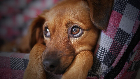 Ci&uacute;mes em cachorro n&atilde;o &eacute; fofura e exige aten&ccedil;&atilde;o para evitar ataques
