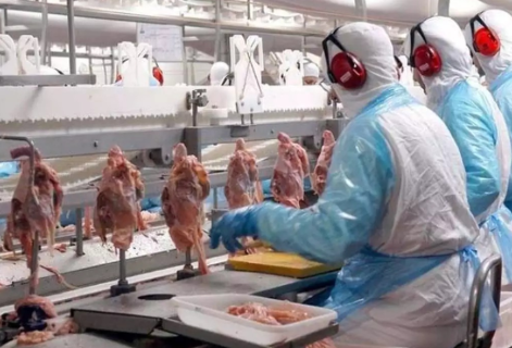 &Aacute;sia concentra mais da metade da receita de MS com exporta&ccedil;&atilde;o de frango