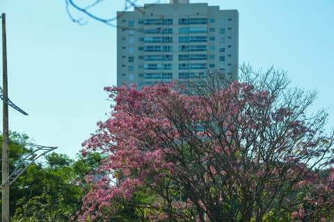 Frio de maio faz ip&ecirc;s florescerem mais cedo e d&aacute; novo tom &agrave; paisagem urbana
