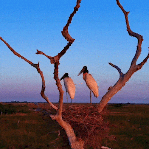 Casal de tuiui&uacute;s observa beleza do Pantanal em "clima de romance"