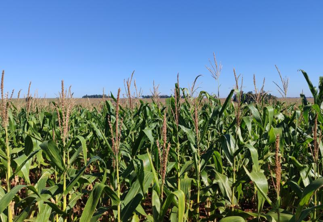 &Aacute;rea ocupada por milho recua para 46% na segunda safra