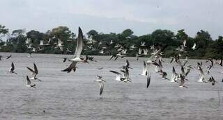 Ap&oacute;s veto &agrave; pesca, &oacute;rg&atilde;os federais refor&ccedil;am que rios do Pantanal s&atilde;o p&uacute;blicos