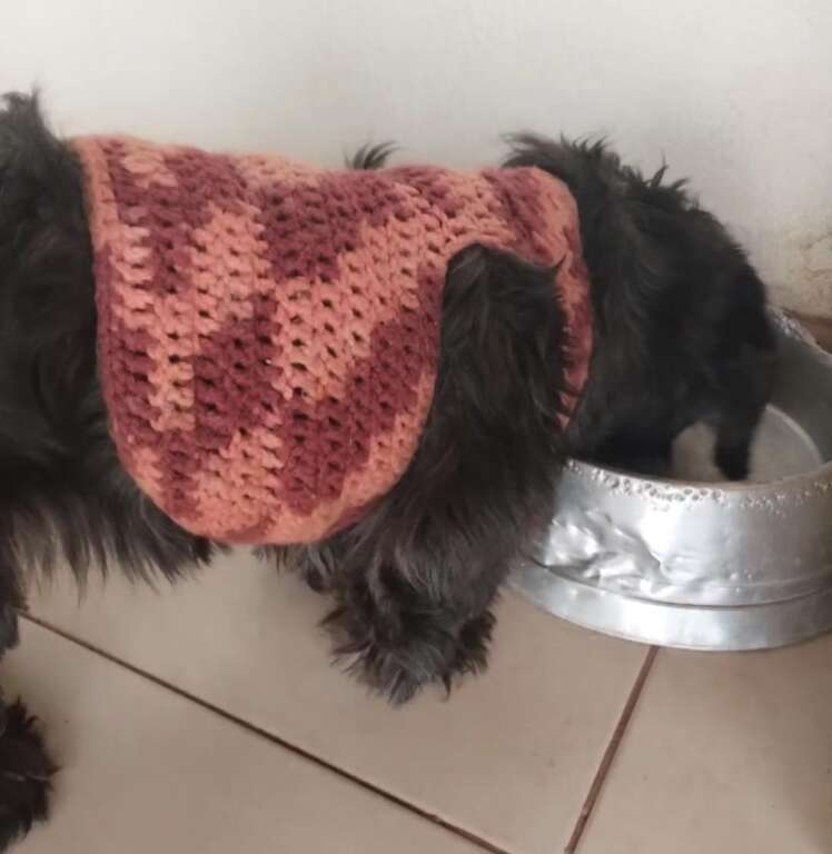 Gleucineide faz roupinhas de crochê para aquecer cães abandonados 