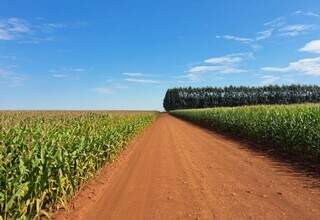 Milho safrinha tem 70,6% das lavouras em boas condições em Mato Grosso do Sul Milho safrinha tem 70,6% das lavouras em boas condições em Mato Grosso do Sul