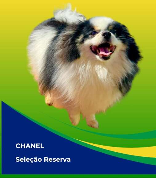 Campo Grande News