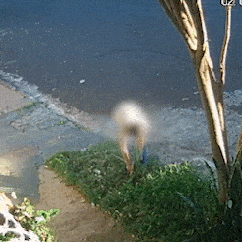 De Lamborghini, homem para em frente &agrave; casa e leva p&eacute; de babosa no Amamba&iacute;