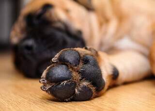 Voc&ecirc; limpa as patas do seu cachorro? Erro pode custar caro