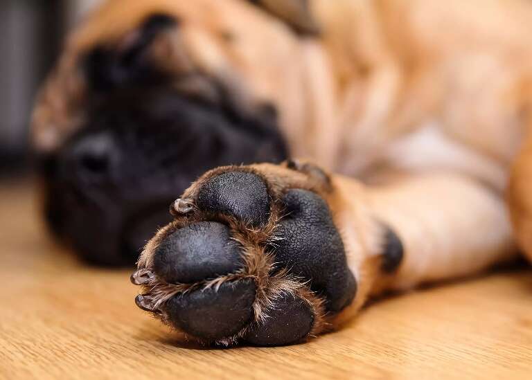 Você limpa as patas do seu cachorro? Erro pode custar caro