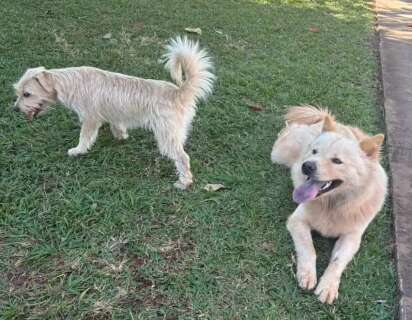 C&atilde;es aproveitam port&atilde;o aberto em condom&iacute;nio e moradores procuram donos