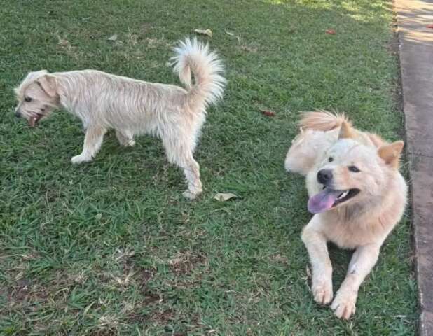 C&atilde;es aproveitam port&atilde;o aberto em condom&iacute;nio e moradores procuram donos