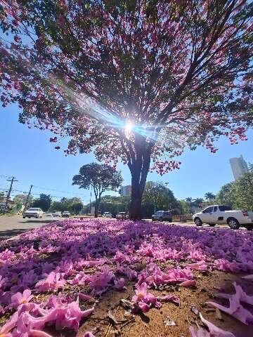 Quando ip&ecirc; floresce, Campo Grande lembra por que &eacute; chamada de cidade arborizada